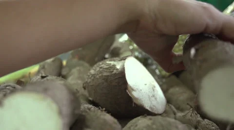 Vegetables Stock Footage 34569209