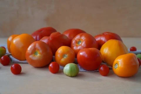 Vegetables in the form of tomatoes of different colors and sizes, grown ind.. Fotos de archivo