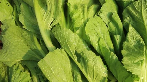 Vegetables fresh chinese kale Stock Footage 86718482