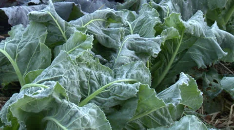 Vegetables in the frost Stock Footage 25997094