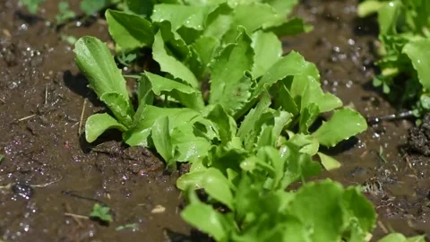 Vegetables in the garden bed close-up. farmer watering greens on a garden bed Stock Footage 276562805