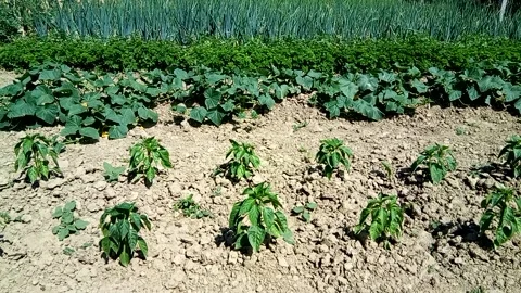 Vegetables in the garden at farm Stock Footage 156322833
