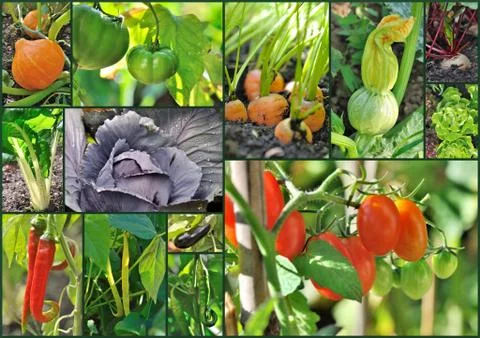Vegetables in garden Stock Photos
