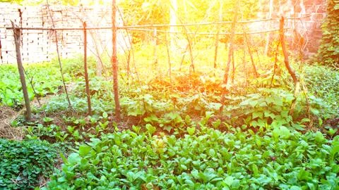 Vegetables in the garden Stock Photos