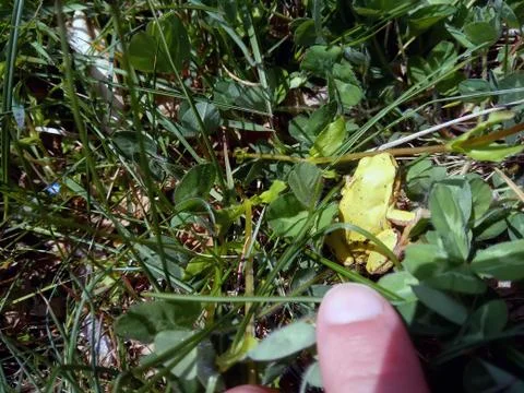 Vegetables in the garden Foto stock