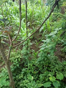 Vegetables garden Foto stock