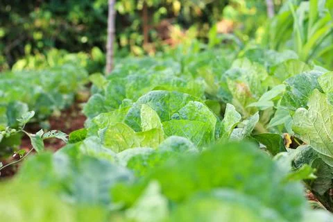 Vegetables in the garden Stock Photos