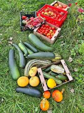 Vegetables in the garden Stock Photos