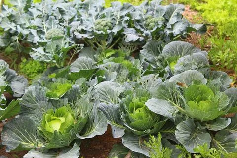 The vegetables in the garden Stock Photos