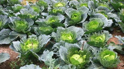 The vegetables in the garden Stock Photos