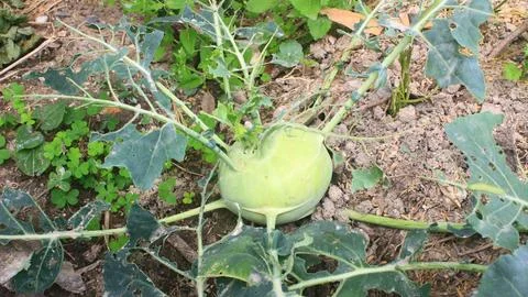 The vegetables in the garden Stock Photos