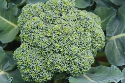 The vegetables in the garden Stock Photos
