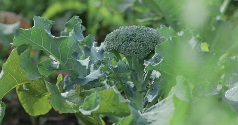 Vegetables in the garden. Side view of broccoli cabbage growing in garden beds. Stock Footage 329224327