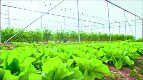 Vegetables in a greenhouse Video stock 307845311
