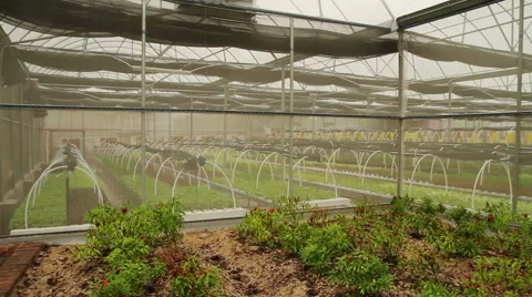 Vegetables in greenhouse hydroponics Stock Footage 65021610