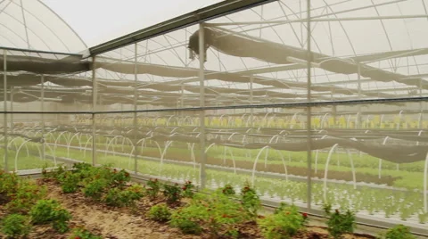 Vegetables in greenhouse hydroponics Stock Footage 65021712