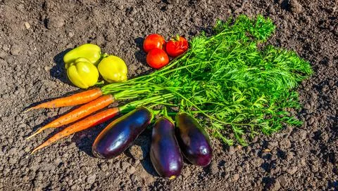 Vegetables on the ground Stock Photos