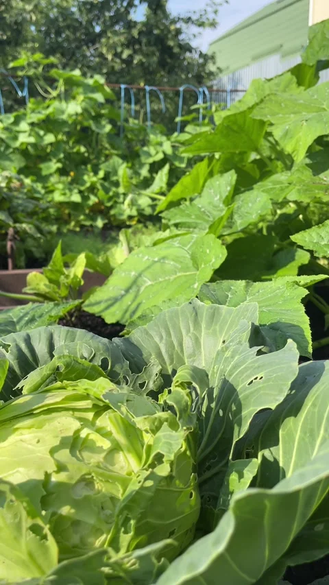 Vegetables grow in the garden Stock Footage 313822078