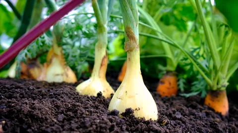 Vegetables grow in the garden. Selective focus. Stock Footage 202621609