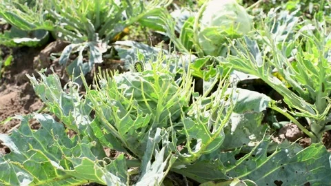 Vegetables grower hands inspecting cabbage yield eaten by worms Stock Footage 160243820