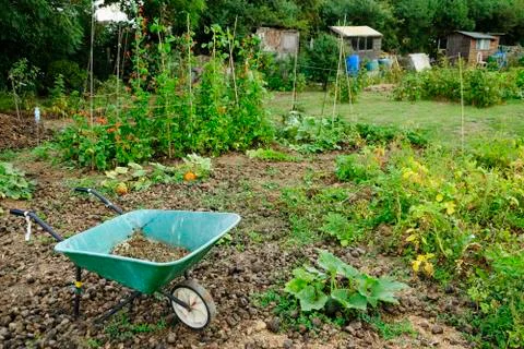 Vegetables Growing in an Allotment. Stock Photos