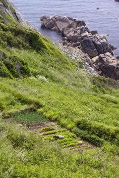 Vegetables growing on a cliff top plot tamed from the wild land near Porthcur Stock Photos