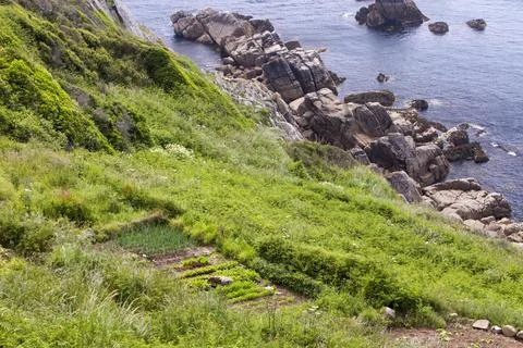 Vegetables growing on a cliff top plot tamed from the wild land near Porthcur Stock Photos