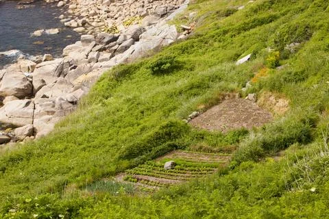 Vegetables growing on a cliff top plot tamed from the wild land near Porthcur Stock Photos