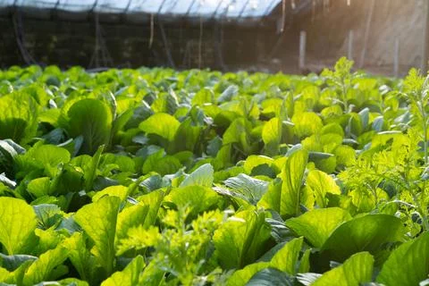 Vegetables growing in a field Stock Photos