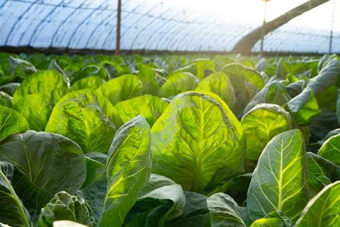 Vegetables growing in a field Stock Photos