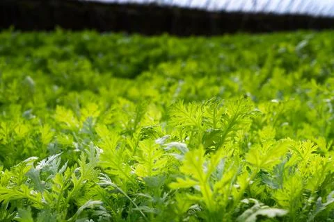 Vegetables growing in a field Stock Photos