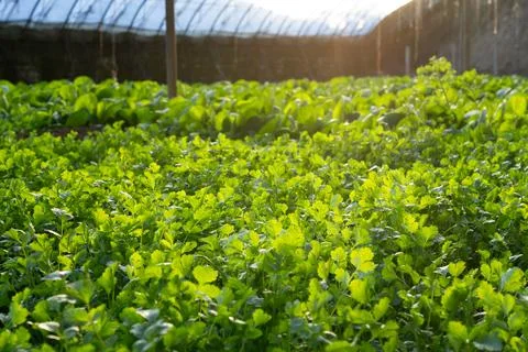 Vegetables growing in a field Stock Photos