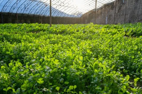 Vegetables growing in a field Stock Photos