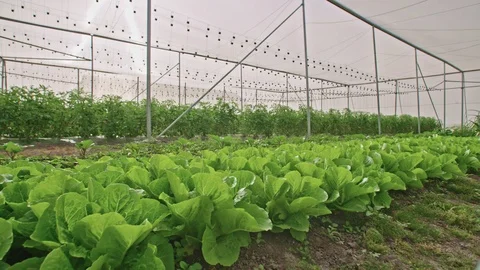Vegetables growing in a greenhouse Stock Footage 89977125