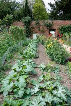 Vegetables growing n the walled kitchen garden Stock Photos