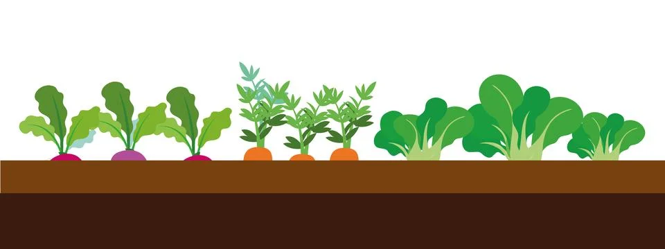 Vegetables growing on path Stock Illustration