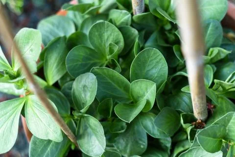 Vegetables growing in a pot in a home garden Stock Photos