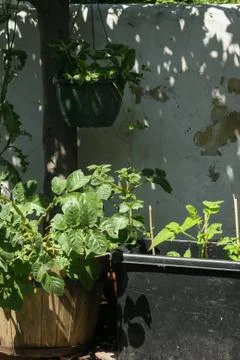 Vegetables growing in pots Stock Photos