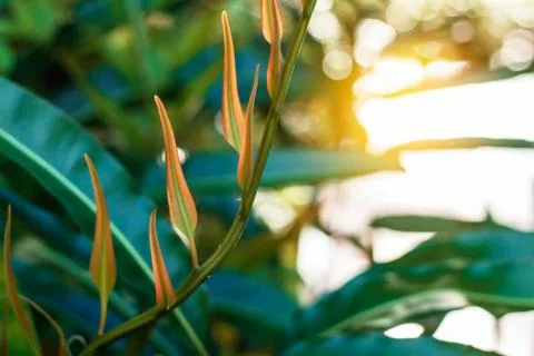Vegetables growing with sunlight. Stock Photos