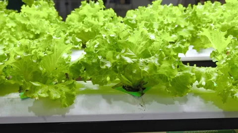 Vegetables grown using hydroponic methods in an agricultural setup Stock Footage 318355186