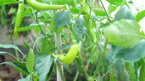 Vegetables in the growth of pepper Stock Footage 42908758