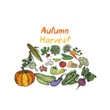 Vegetables hand drawn for menu or advertising. Design template - Vector Illustrazione stock
