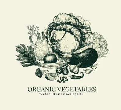 Vegetables hand drawn vector illustration. Banner template. Retro engraved style Stock Illustration