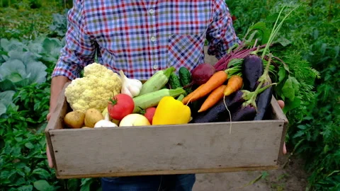 Vegetables in the hands of a man in the garden. Selective focus. Food. Stock Footage 160102711