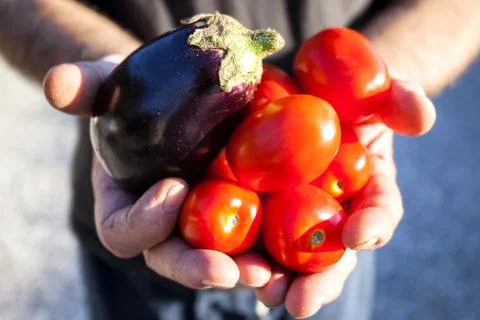 Vegetables in the hands Stock Photos