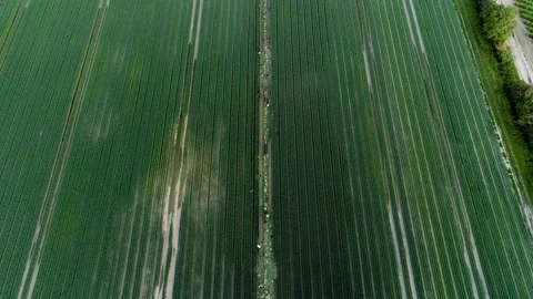 Vegetables harvest drop down shot Video stock 161812149
