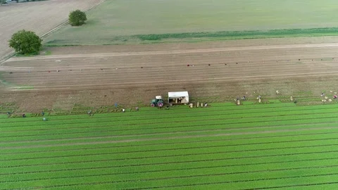 Vegetables harvest flight over, working on a field Vídeos de archivo 161812261