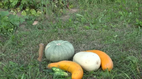 Vegetables harvesting Stock Footage 61631268