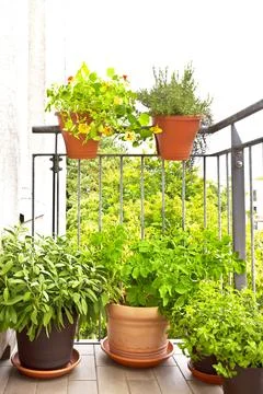 Vegetables herbs containers pots balcony Stock Photos