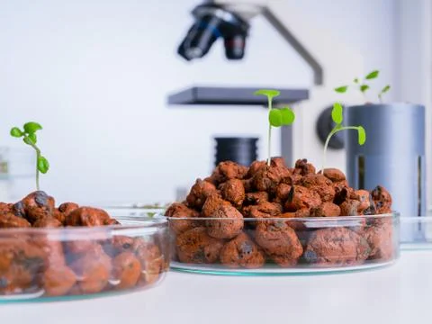 Vegetables hydroponics farm. Hydroponics method of growing plants Stock Photos